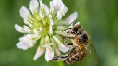 Les pollinisateurs dans la production horticole