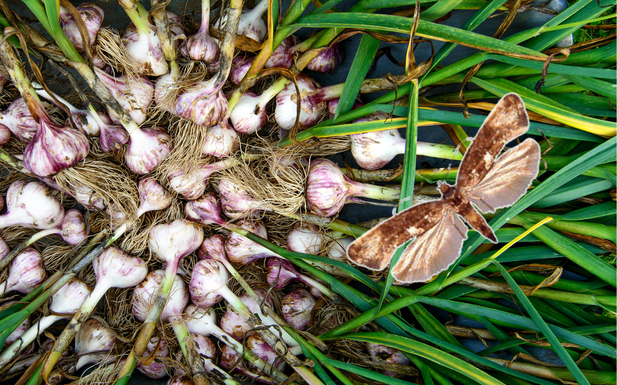 Teigne de l'ail au-dessus de récolte d'ail