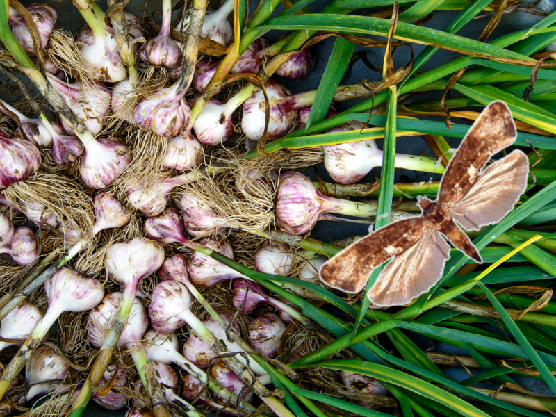 Teigne de l’ail et autres ennemis : comment protéger vos cultures… et pourquoi un conseiller technique est un allié essentiel