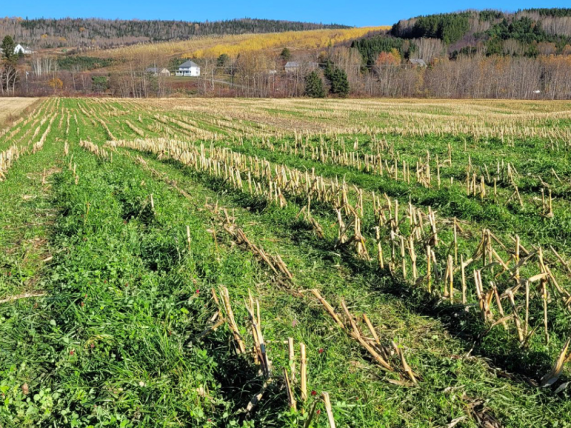 Du REA au RPAE : ce qui change vraiment pour les entreprises agricoles 
