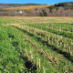 Du REA au RPAE : ce qui change vraiment pour les entreprises agricoles 